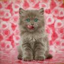 041 Cats - 3-ply - Colourful Life